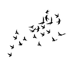 Fototapeta na wymiar silhouette group of flying birds
