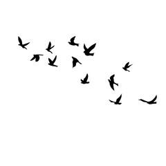Obraz na płótnie Canvas silhouette group of flying birds