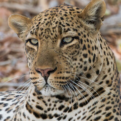 Male Leopard head and shoulders