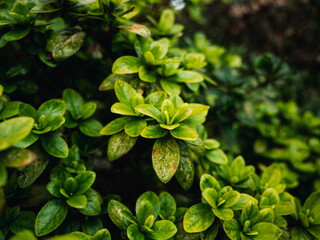 green leaves background