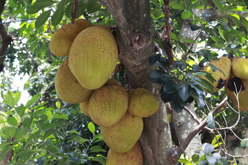 bunch of Jack fruits in tree. Green Tropical fruits in the tree.