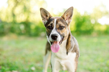 A brown and white mixed breed dog with large floppy ears looking at the camera