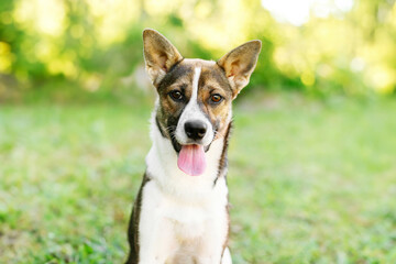 A black and white mixed breed dog with large floppy ears looking at the camera