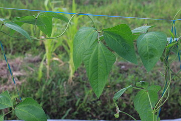 Cowpea plants in growth at vegetable garden