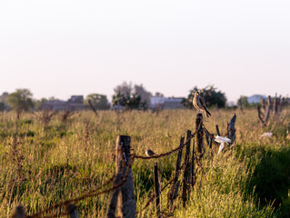 sown field and light poles