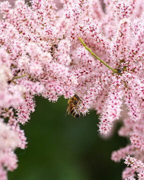close up of pink flower, Tamarix