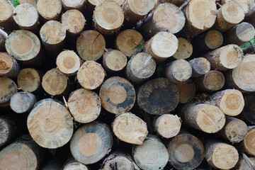 stack of firewood