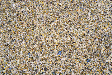 Shells on Beach