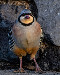 chukar