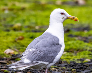 seagull on beach