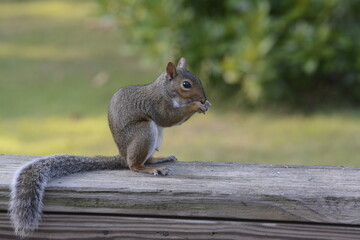 squirrel eating nut