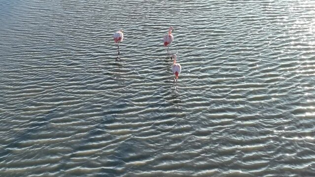 Seabirds Flying At Argentino Lake In El Calafate Argentina. Seabirds Riverside. Wildlife Landscape. El Calafate Argentina. Lake Water. Seabirds Flying At Argentino Lake In El Calafate Argentina.