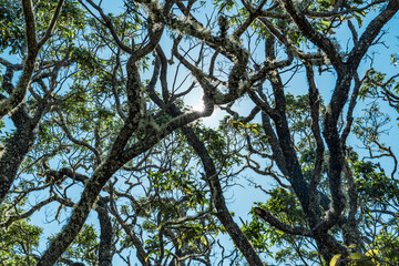 Acacia koa, commonly known as koa,[3] is a species of flowering tree in the family Fabaceae. It is endemic to Hawaii. Puʻu Huluhulu is a volcanic cone located near the center of the Island of Hawaii.