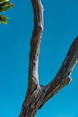 Fototapeta premium Acacia koa, commonly known as koa,[3] is a species of flowering tree in the family Fabaceae. It is endemic to Hawaii. Puʻu Huluhulu is a volcanic cone located near the center of the Island of Hawaii.