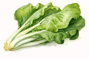 Generative AI : Watercolor hand drawn bok choy vegetables illustration. Painted sketch isolated on white background. Superfoods poster