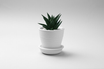 Beautiful succulent plant in pot on white background