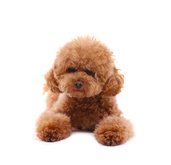 Cute Maltipoo dog on white background. Lovely pet