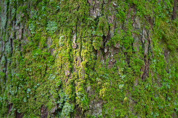 Obraz premium woodland tree foliage fern bark and moss background for graphic design, copy space horizontal image, selective focus bokeh backgrounds