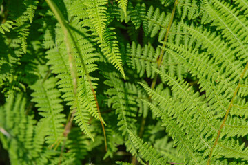 Fern leaf pattern background for design copy space