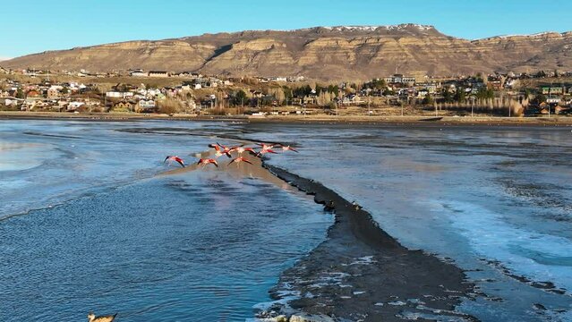 Flamingos Flying At El Calafate In Patagonia Argentina. Wildlife Landscape. Waterfront Background. Patagonia Argentina. Sea Birds Animals. Flamingos Flying At El Calafate In Patagonia Argentina.