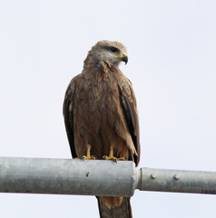 Black kite bird of prey sitting on a post