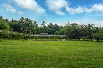 Outdoor Green Forest and Green Grass