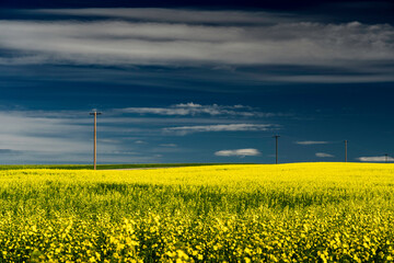 Canola crop in full bloom overlooking distant telephone poles in Rocky View County Alberta Canada.