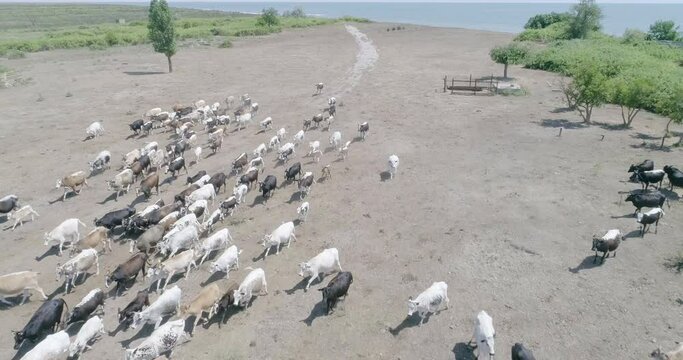 Top view of herd of cows fleeing, top view of abandoned houses and stray herds on the island of Kurinskiy, cut off from Azerbaijan by the Caspian sea