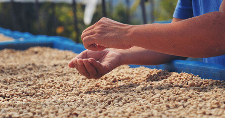 Close up Hand with Raw coffee beans heap dry green seed. Farmer's hands selected waste rod unroasted grain in eco farm. Arabica farm plant coffee bean agriculture objects. Sun dried Fresh black coffee