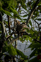 Aves enamoradas tras las ramas