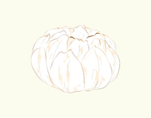 Dried lily bulb in ingredients illustration