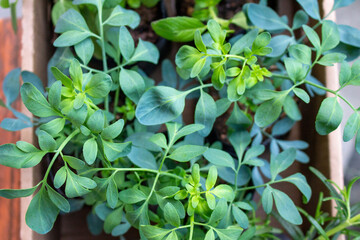 Plantação de Arruda (Ruta graveolens) é uma planta da família das Rutáceas.