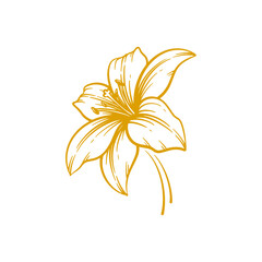 Hand drawn lily flower. Lily flower line art vector illustration