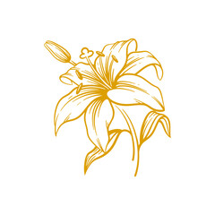 Hand drawn lily flower. Lily flower line art vector illustration
