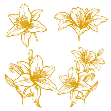 Set of hand drawn lily flower illustration. Lily flower line art collection