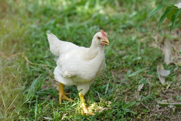 A white rooster is walking on the grass.
