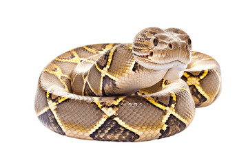 African Rock Python snake isolated on transparent background.