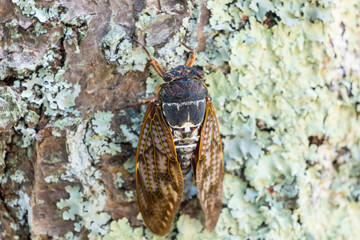 昆虫の生態写真 アブラゼミ