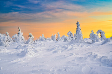 Beautiful winter landscape with trees covered with snow