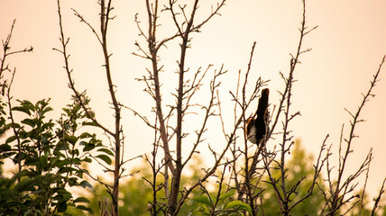 silhouette of a bird