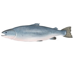 Salmon 