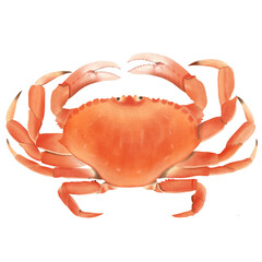Crab 
