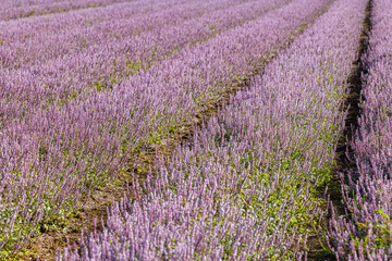 Obraz premium Chinese Mesona flower field in Taoyuan Yangmei District