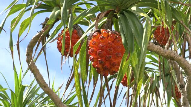 奄美の浜辺を代表する植物アダンの実(7~8月)。