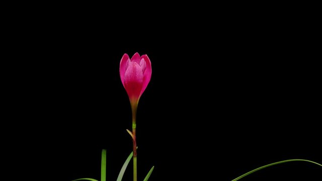 Time lapse footage of pink Rainlily also known as Rosepink Zephyr Lily or Fairy Lily flowers growing blossom from bud to full blossom then wilted isolated on black background, 4k video, close up shot