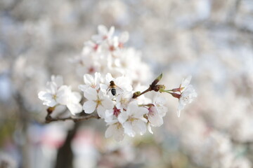 Cherry blossoms and bees