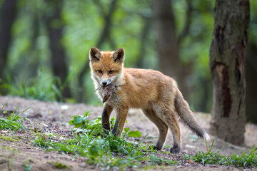 Cute young red fox in the forest ( Vulpes vulpes )