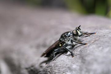 Black Horsefly (Robber fly, Mushihikiabu) like a Batman (Wildlife closeup macro photograph)
