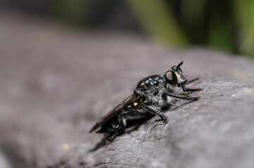 	映画のバットマンのような真っ黒なムシヒキアブの横姿（自然光＋ストロボ・マクロ撮影）