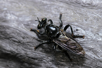 Black Horsefly (Robber fly, Mushihikiabu) like a Batman (Wildlife closeup macro photograph) 